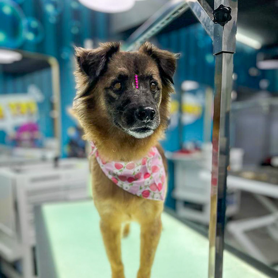 Perrito Feliz