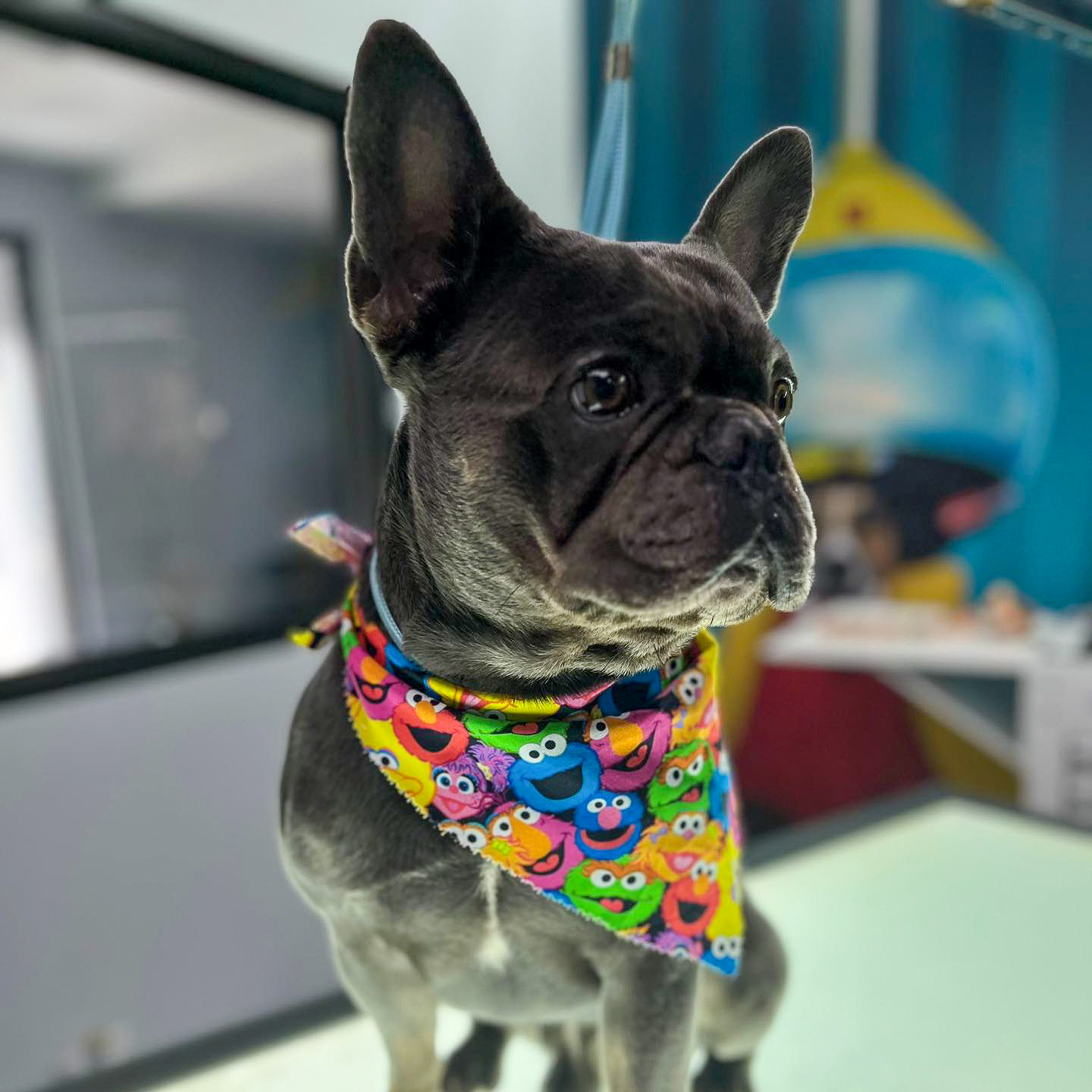 Perrito Feliz