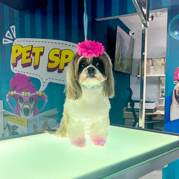 Perrito Feliz