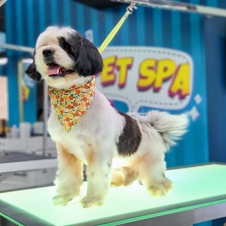 Perrito Feliz