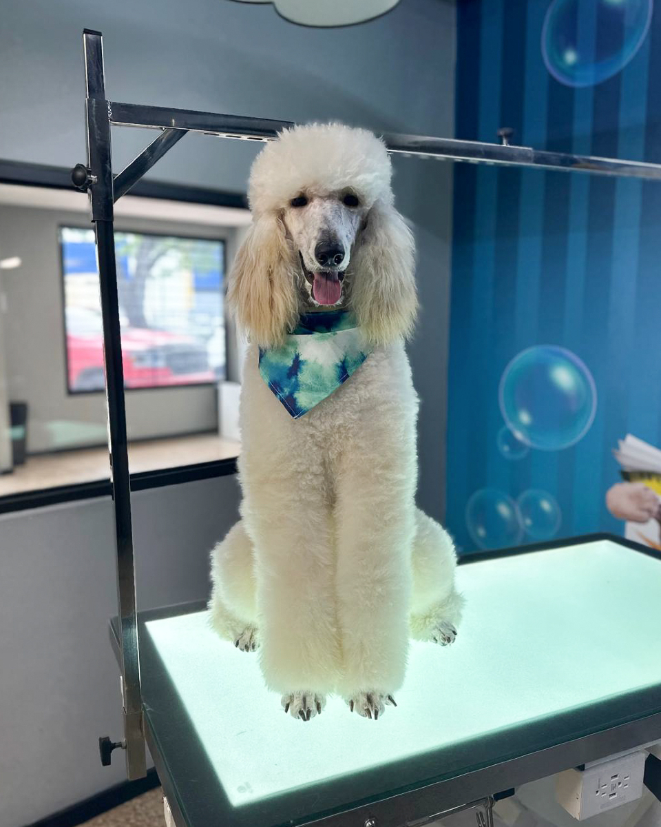 Perrito Feliz