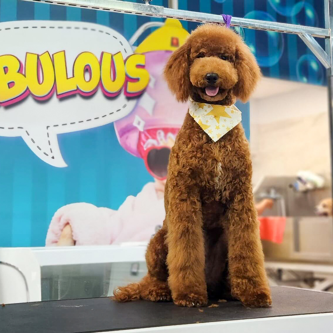Perrito feliz en Pet Nova